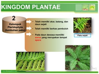 www.themegallery.com
KINGDOM PLANTAE
Kelompok
Pteridophyta
(tumbuhan paku)
2 • Telah memilki akar, batang, dan
daun sejati
• Telah memilki berkas pembuluh
• Pada daun dewasa memiliki
sorus yang merupakan tempat
spora
Paku sejati
 