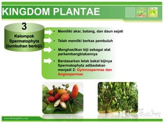 www.themegallery.com
KINGDOM PLANTAE
Kelompok
Spermatophyta
(tumbuhan berbiji)
• Memiliki akar, batang, dan daun sejati
3
• Telah memilki berkas pembuluh
• Menghasilkan biji sebagai alat
perkembangbiakannya
• Berdasarkan letak bakal bijinya
Spermatophyta adibedakan
menjadi 2: Gymnospermae dan
Angiospermae
 