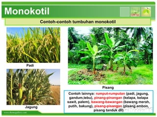 www.themegallery.com
Monokotil
Contoh-contoh tumbuhan monokotil
Padi
Pisang
Jagung
Contoh lainnya: rumput-rumputan (padi, jagung,
gandum,tebu), pinang-pinangan (kelapa, kelapa
sawit, palem), bawang-bawangan (bawang merah,
putih, bakung), pisang-pisangan (pisang ambon,
pisang tanduk dll)
 