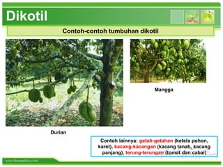 www.themegallery.com
Dikotil
Contoh-contoh tumbuhan dikotil
Durian
Mangga
Contoh lainnya: getah-getahan (ketela pohon,
karet), kacang-kacangan (kacang tanah, kacang
panjang), terung-terungan (tomat dan cabai)
 