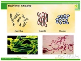 www.themegallery.com
Bacillus Spirilla
 