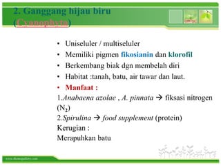 www.themegallery.com
2. Ganggang hijau biru
(Cyanophyta)
• Uniseluler / multiseluler
• Memiliki pigmen fikosianin dan klorofil
• Berkembang biak dgn membelah diri
• Habitat :tanah, batu, air tawar dan laut.
• Manfaat :
1.Anabaena azolae , A. pinnata  fiksasi nitrogen
(N2)
2.Spirulina  food supplement (protein)
Kerugian :
Merapuhkan batu
 