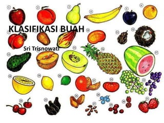 KLASIFIKASI BUAH
Sri Trisnowati
 