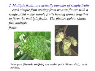 2. Multiple fruits, are actually bunches of simple fruits
-- each simple fruit arising from its own flower with a
single pistil -- the simple fruits having grown together
to form the multiple fruits. The picture below shows
fine multiple
fruits.
Buah pace (Morinda citrifolia) dan murbei putih (Morus alba), buah
multiple.
 