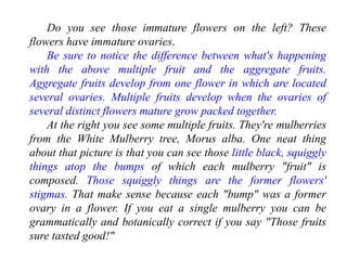 Do you see those immature flowers on the left? These
flowers have immature ovaries.
Be sure to notice the difference between what's happening
with the above multiple fruit and the aggregate fruits.
Aggregate fruits develop from one flower in which are located
several ovaries. Multiple fruits develop when the ovaries of
several distinct flowers mature grow packed together.
At the right you see some multiple fruits. They're mulberries
from the White Mulberry tree, Morus alba. One neat thing
about that picture is that you can see those little black, squiggly
things atop the bumps of which each mulberry "fruit" is
composed. Those squiggly things are the former flowers'
stigmas. That make sense because each "bump" was a former
ovary in a flower. If you eat a single mulberry you can be
grammatically and botanically correct if you say "Those fruits
sure tasted good!"
 
