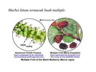 Murbei hitam termasuk buah multiple.
 