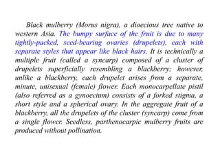 Black mulberry (Morus nigra), a dioecious tree native to
western Asia. The bumpy surface of the fruit is due to many
tightly-packed, seed-bearing ovaries (drupelets), each with
separate styles that appear like black hairs. It is technically a
multiple fruit (called a syncarp) composed of a cluster of
drupelets superficially resembling a blackberry; however,
unlike a blackberry, each drupelet arises from a separate,
minute, unisexual (female) flower. Each monocarpellate pistil
(also referred as a gynoecium) consists of a forked stigma, a
short style and a spherical ovary. In the aggregate fruit of a
blackberry, all the drupelets of the cluster (syncarp) come from
a single flower. Seedless, parthenocarpic mulberry fruits are
produced without pollination.
 
