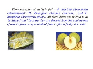 Three examples of multiple fruits: A. Jackfruit (Artocarpus
heterophyllus); B. Pineapple (Ananas comosus); and C.
Breadfruit (Artocarpus altilis). All three fruits are refered to as
"multiple fruits" because they are derived from the coalescence
of ovaries from many individual flowers plus a fleshy stem axis.
 