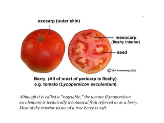 Although it is called a "vegetable," the tomato (Lycopersicon
esculentum) is technically a botanical fruit referred to as a berry.
Most of the interior tissue of a true berry is soft.
 