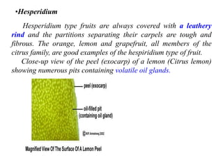 •Hesperidium
Hesperidium type fruits are always covered with a leathery
rind and the partitions separating their carpels are tough and
fibrous. The orange, lemon and grapefruit, all members of the
citrus family, are good examples of the hespiridium type of fruit.
Close-up view of the peel (exocarp) of a lemon (Citrus lemon)
showing numerous pits containing volatile oil glands.
 