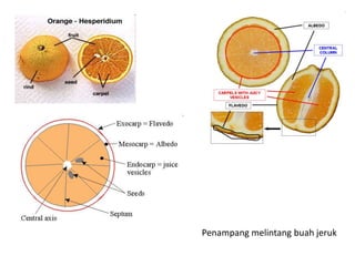 Penampang melintang buah jeruk
 