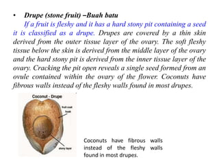 • Drupe (stone fruit) –Buah batu
If a fruit is fleshy and it has a hard stony pit containing a seed
it is classified as a drupe. Drupes are covered by a thin skin
derived from the outer tissue layer of the ovary. The soft fleshy
tissue below the skin is derived from the middle layer of the ovary
and the hard stony pit is derived from the inner tissue layer of the
ovary. Cracking the pit open reveals a single seed formed from an
ovule contained within the ovary of the flower. Coconuts have
fibrous walls instead of the fleshy walls found in most drupes.
Coconuts have fibrous walls
instead of the fleshy walls
found in most drupes.
 