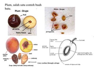 Plum, salah satu contoh buah
batu.
 