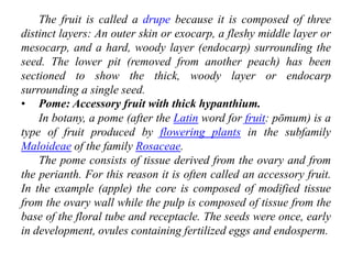 The fruit is called a drupe because it is composed of three
distinct layers: An outer skin or exocarp, a fleshy middle layer or
mesocarp, and a hard, woody layer (endocarp) surrounding the
seed. The lower pit (removed from another peach) has been
sectioned to show the thick, woody layer or endocarp
surrounding a single seed.
• Pome: Accessory fruit with thick hypanthium.
In botany, a pome (after the Latin word for fruit: pōmum) is a
type of fruit produced by flowering plants in the subfamily
Maloideae of the family Rosaceae.
The pome consists of tissue derived from the ovary and from
the perianth. For this reason it is often called an accessory fruit.
In the example (apple) the core is composed of modified tissue
from the ovary wall while the pulp is composed of tissue from the
base of the floral tube and receptacle. The seeds were once, early
in development, ovules containing fertilized eggs and endosperm.
 