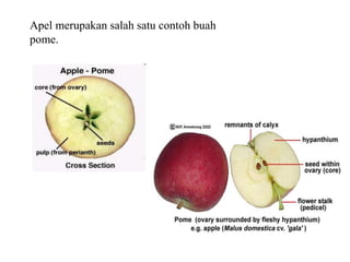 Apel merupakan salah satu contoh buah
pome.
 