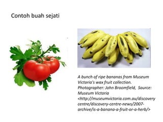 A bunch of ripe bananas from Museum
Victoria's wax fruit collection.
Photographer: John Broomfield, Source:
Museum Victoria
<http://museumvictoria.com.au/discovery
centre/discovery-centre-news/2007-
archive/is-a-banana-a-fruit-or-a-herb/>
Contoh buah sejati
 