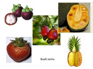 Buah semu
 