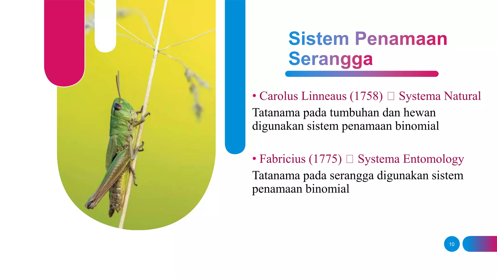 Klasifikasi dan sistem penamaan serangga | PPTX