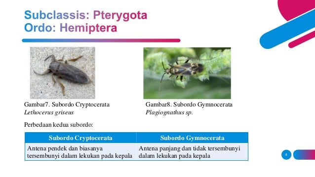  Klasifikasi  dan sistem penamaan serangga 