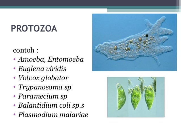 900 Contoh Gambar Hewan Protozoa  Gratis Terbaru Gambar Hewan