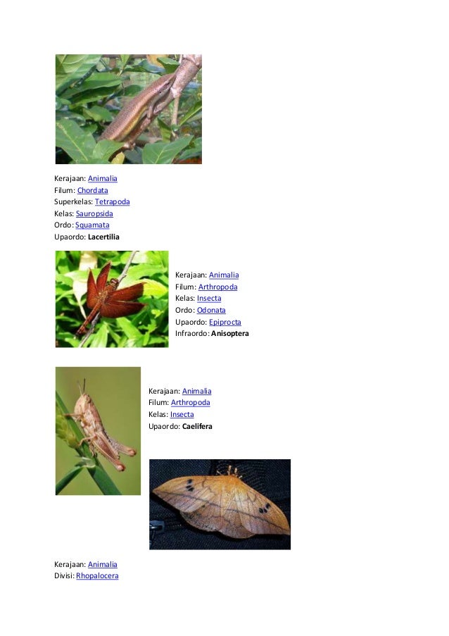  Klasifikasi  hewan  dan  tumbuhan 1