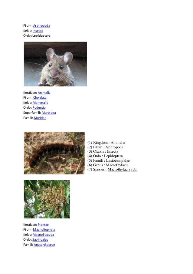  Klasifikasi  hewan  dan  tumbuhan 1