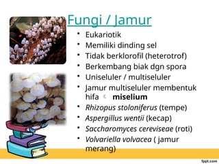 Jamur Multiseluler mayeri biologi klasifikasi Klasifikasi M.H.ppt