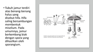 • Tubuh jamur terdiri
atas benang-benang
halus yang
disebut hifa. Hifa
saling bersambungan
membentuk
miselium. Pada
umumnya, jamur
berkembang biak
dengan spora yang
dihasilkan oleh
sporangium.
 