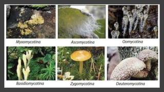 Klasifikasi mahluk hidup flora fauna