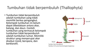 Tumbuhan tidak berpembuluh (Thallophyta)
• Tumbuhan tidak berpembuluh
adalah tumbuhan yang tidak
memiliki berkas pengangkut.
Kelompok tumbuhan ini belum
dapat dibedakaan antara akar,
batang, dan daun. Contoh
tumbuhan yang termasuk kelompok
tumbuhan tidak berpembuluh
adalah tumbuhan lumut. Memiliki
struktur yang menyerupai akar
disebut rizoid, berspora, dan
berklorofil.
 