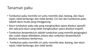 Tanaman paku
• Tumbuhan paku memiliki ciri yaitu memiliki akar, batang, dan daun
sejati; tidak berbunga; dan tidak berbiji. Ciri lain dari tumbuhan paku
adalah daun muda yang menggulung.
• Daun tumbuhan paku ada yang menghasilkan spora disebut sporofil
dan ada pula daun yang tidak menghasilkan spora disebut tropofil.
• Tumbuhan berpembuluh adalah tumbuhan yang memilik pengangkut
dan sudah dapat dibedakan antara akar umbuhan berpembuluh
disebut tumbuhan berkormus.
• Tumbuhan paku memiliki ciri yaitu memiliki akar, batang, dan daun
sejati; tidak berbunga; dan tidak berbij
 