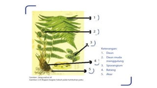 Klasifikasi mahluk hidup flora fauna