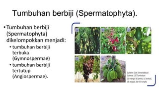 Tumbuhan berbiji (Spermatophyta).
•Tumbuhan berbiji
(Spermatophyta)
dikelompokkan menjadi:
• tumbuhan berbiji
terbuka
(Gymnospermae)
• tumbuhan berbiji
tertutup
(Angiospermae).
 