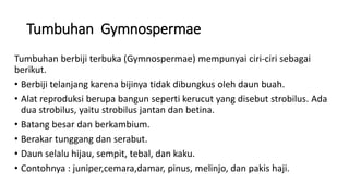 Tumbuhan Gymnospermae
Tumbuhan berbiji terbuka (Gymnospermae) mempunyai ciri-ciri sebagai
berikut.
• Berbiji telanjang karena bijinya tidak dibungkus oleh daun buah.
• Alat reproduksi berupa bangun seperti kerucut yang disebut strobilus. Ada
dua strobilus, yaitu strobilus jantan dan betina.
• Batang besar dan berkambium.
• Berakar tunggang dan serabut.
• Daun selalu hijau, sempit, tebal, dan kaku.
• Contohnya : juniper,cemara,damar, pinus, melinjo, dan pakis haji.
 