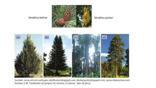 Strobilus betina Strobilus jantan
 