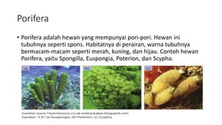Porifera
• Porifera adalah hewan yang mempunyai pori-pori. Hewan ini
tubuhnya seperti spons. Habitatnya di perairan, warna tubuhnya
bermacam-macam seperti merah, kuning, dan hijau. Contoh hewan
Porifera, yaitu Spongilla, Euspongia, Poterion, dan Scypha.
 