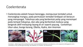 Coelenterata
• Coelenterata adalah hewan berongga, mempunyai tentakel untuk
menangkap mangsa, pada permukaan tentakel terdapat sel beracun
yang menyengat. Tubuhnya ada yang berbentuk polip yang menempel
pada tempat hidupnya, dan ada yang berbentuk medusa yang
bergerak aktif melayang-layang di air seperti payung. Contohnya:
Ubur-ubur, bunga karang, Obelia, Hydra, dan Anemon
 