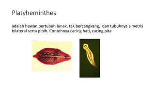 Platyheminthes
adalah hewan bertubuh lunak, tak bercangkang, dan tubuhnya simetris
bilateral serta pipih. Contohnya cacing hati, cacing pita
 