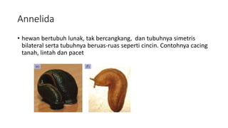 Annelida
• hewan bertubuh lunak, tak bercangkang, dan tubuhnya simetris
bilateral serta tubuhnya beruas-ruas seperti cincin. Contohnya cacing
tanah, lintah dan pacet
 