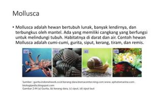 Mollusca
• Mollusca adalah hewan bertubuh lunak, banyak lendirnya, dan
terbungkus oleh mantel. Ada yang memiliki cangkang yang berfungsi
untuk melindungi tubuh. Habitatnya di darat dan air. Contoh hewan
Mollusca adalah cumi-cumi, gurita, siput, kerang, tiram, dan remis.
 
