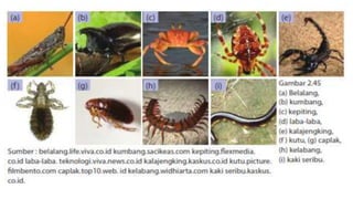 Klasifikasi mahluk hidup flora fauna