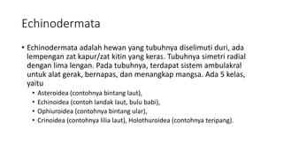 Echinodermata
• Echinodermata adalah hewan yang tubuhnya diselimuti duri, ada
lempengan zat kapur/zat kitin yang keras. Tubuhnya simetri radial
dengan lima lengan. Pada tubuhnya, terdapat sistem ambulakral
untuk alat gerak, bernapas, dan menangkap mangsa. Ada 5 kelas,
yaitu
• Asteroidea (contohnya bintang laut),
• Echinoidea (contoh landak laut, bulu babi),
• Ophiuroidea (contohnya bintang ular),
• Crinoidea (contohnya lilia laut), Holothuroidea (contohnya teripang).
 