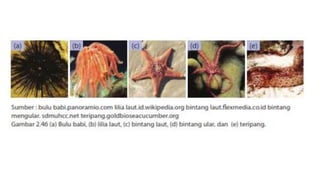 Klasifikasi mahluk hidup flora fauna