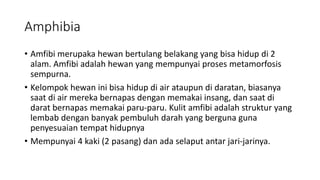 Amphibia
• Amfibi merupaka hewan bertulang belakang yang bisa hidup di 2
alam. Amfibi adalah hewan yang mempunyai proses metamorfosis
sempurna.
• Kelompok hewan ini bisa hidup di air ataupun di daratan, biasanya
saat di air mereka bernapas dengan memakai insang, dan saat di
darat bernapas memakai paru-paru. Kulit amfibi adalah struktur yang
lembab dengan banyak pembuluh darah yang berguna guna
penyesuaian tempat hidupnya
• Mempunyai 4 kaki (2 pasang) dan ada selaput antar jari-jarinya.
 