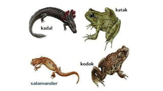 Klasifikasi mahluk hidup flora fauna