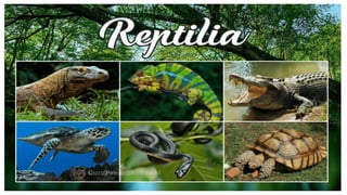 Klasifikasi mahluk hidup flora fauna