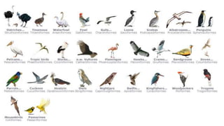 Klasifikasi mahluk hidup flora fauna