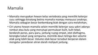 Mamalia
• Mamalia merupakan hewan kelas vertebrata yang memiliki kelenjar
susu sehingga binatang betina mamalia mampu menyusui anaknya.
Mamalia sebagian besar berkembang biak dengan cara melahirkan,
• Ciri utama hewan mamalia selain memiliki kelenjar susu yakni adanya
rambut atau bulu yang menutupi permukaan kulit, kulit tebal,
berdarah panas, paru-paru, jantung ruang empat, otot diafragma,
kerangka tubuh yang sempurna, memiliki daun telinga dan volume
otak yang lebih besar. Volume otak besar tersebut berperan dalam
mengatur peredaran aliran darah meliputi jantung.
 
