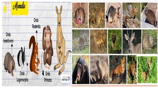 Klasifikasi mahluk hidup flora fauna