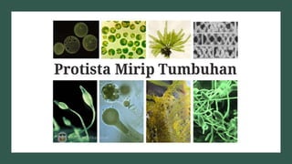 Klasifikasi mahluk hidup flora fauna